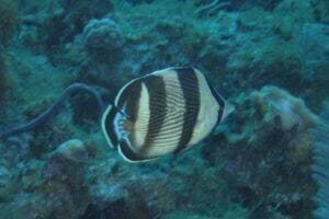 2Banded-butterflyfish
