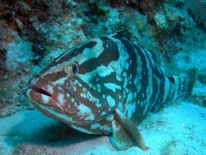 2Nassau-grouper-lying-on-bottom