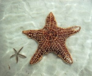 2starfish